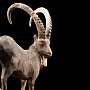 Скульптура из рога "Козерог", фотография 6. Интернет-магазин ЛАВКА ПОДАРКОВ