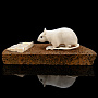 Скульптура из кости "Мышь на хлебе". Кость мамонта, рог лося, фотография 1. Интернет-магазин ЛАВКА ПОДАРКОВ