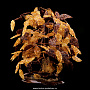 Денежное дерево из янтаря (18 веток), фотография 1. Интернет-магазин ЛАВКА ПОДАРКОВ