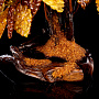 Денежное дерево из янтаря (15 веток), фотография 3. Интернет-магазин ЛАВКА ПОДАРКОВ