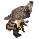 /УПРВ Таксидермия Чучело "КАНЮК САРЫЧ" настенное