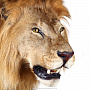 Настенное чучело "Голова льва", фотография 6. Интернет-магазин ЛАВКА ПОДАРКОВ