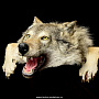 Шкура волка, фотография 3. Интернет-магазин ЛАВКА ПОДАРКОВ
