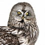 Настенное чучело птицы "Сова", фотография 1. Интернет-магазин ЛАВКА ПОДАРКОВ