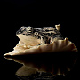 , фотография 1. Интернет-магазин ЛАВКА ПОДАРКОВ