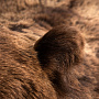Ковер из шкуры бурого медведя (на подкладке), фотография 6. Интернет-магазин ЛАВКА ПОДАРКОВ