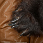Шкура медведя (на подкладке), фотография 3. Интернет-магазин ЛАВКА ПОДАРКОВ