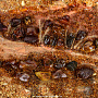 Картина янтарная "Рассвет в лесу" 78х98 см, фотография 6. Интернет-магазин ЛАВКА ПОДАРКОВ