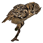 Чучело настенное "Филин на ветке"