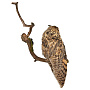 Настенное чучело птицы "Сова ушастая", фотография 5. Интернет-магазин ЛАВКА ПОДАРКОВ