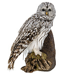  Таксидермия ЧУЧЕЛО "Сова длиннохвостая"