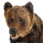 Чучело настенное "Голова медведя", фотография 4. Интернет-магазин ЛАВКА ПОДАРКОВ