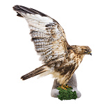 Чучело настенное "Канюк сарыч"