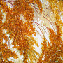 Янтарная картина "Плакучая ива" 102х66 см, фотография 5. Интернет-магазин ЛАВКА ПОДАРКОВ