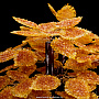 Денежное дерево из янтаря, фотография 7. Интернет-магазин ЛАВКА ПОДАРКОВ