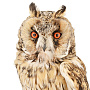 Настенное чучело птицы "Сова ушастая", фотография 2. Интернет-магазин ЛАВКА ПОДАРКОВ