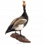 Чучело птицы  "Утиный нырок с хохолком" , фотография 2. Интернет-магазин ЛАВКА ПОДАРКОВ