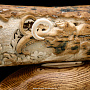 Скульптура из бивня мамонта "Ледниковый период", фотография 11. Интернет-магазин ЛАВКА ПОДАРКОВ