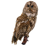  Чучело ПТИЦЫ  НЕЯСЫТЬ