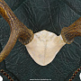 Рога пятнистого оленя на резном медальоне, фотография 2. Интернет-магазин ЛАВКА ПОДАРКОВ