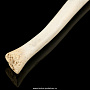 Чукотская булава из кости моржа, фотография 3. Интернет-магазин ЛАВКА ПОДАРКОВ