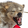 Чучело настенное "Голова волка. Воин с флажками", фотография 4. Интернет-магазин ЛАВКА ПОДАРКОВ