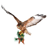  Таксидермия Чучело "Ястреб-тетеревятник" КРЫЛЬЯ ПОДНЯТЫ ВВЕРХ