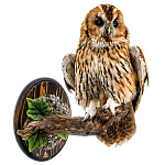 /Ост Таксидермия Чучело "Неясыть серая" настенное