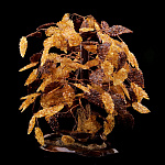 0066113/38см Янтарное ДЕНЕЖНОЕ ДЕРЕВО18 веток 38 см