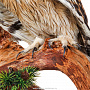 Настенное чучело птицы "Сова болотная", фотография 6. Интернет-магазин ЛАВКА ПОДАРКОВ