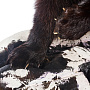 Чучело напольное "Росомаха", фотография 5. Интернет-магазин ЛАВКА ПОДАРКОВ