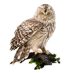 Таксидермия. Настенное чучело птицы "Неясыть длиннохвостая"