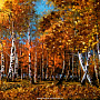 Картина янтарная "Пейзаж" 60х29 см, фотография 3. Интернет-магазин ЛАВКА ПОДАРКОВ
