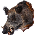 /№1 Таксидермия Чучело "ГОЛОВА КАБАНА" настенное