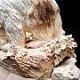 Скульптура из кости мамонта "Медведь на рыбалке", фотография 9. Интернет-магазин ЛАВКА ПОДАРКОВ