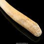 Чукотская булава из кости моржа, фотография 2. Интернет-магазин ЛАВКА ПОДАРКОВ