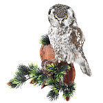 /Упрв Таксидермия Чучело "СЫЧ"