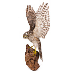  Таксидермия Чучело "Ястреб-перепелятник" настенное 