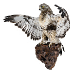 /60*105см Таксидермия Чучело "Канюк-Зимняк" настенное 60*105см 