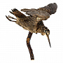 Настенное чучело птицы "Вальдшнепа летящий", фотография 5. Интернет-магазин ЛАВКА ПОДАРКОВ