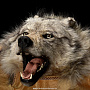 Шкура полярного волка, фотография 1. Интернет-магазин ЛАВКА ПОДАРКОВ
