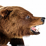 Чучело "Медведь на камне", фотография 8. Интернет-магазин ЛАВКА ПОДАРКОВ
