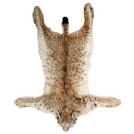 Таксидермия. Ковер из шкуры рыси