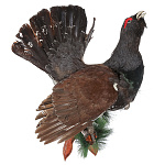  Таксидермия Чучело ГЛУХАРЯ настенное