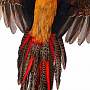 Настенное чучело птицы "Фазан золотой", фотография 5. Интернет-магазин ЛАВКА ПОДАРКОВ