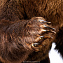 Чучело "Медведь на камне", фотография 6. Интернет-магазин ЛАВКА ПОДАРКОВ
