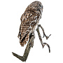 Чучело настенное "Сова серая", фотография 4. Интернет-магазин ЛАВКА ПОДАРКОВ