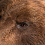 Ковер из шкуры бурого медведя (на подкладке), фотография 5. Интернет-магазин ЛАВКА ПОДАРКОВ