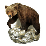  Таксидермия Чучело МЕДВЕДЯ (крепится к стене)