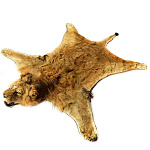 /СИД Таксидермия Шкура  льва дл. 230см